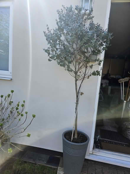 Photo of free Two Eucalyptus plants (Welling DA16) #1