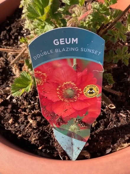 Photo of free Perennial plant 'Geum' (Westhill AB32) #1
