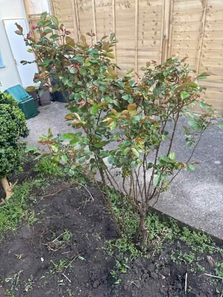 Photo of free Healthy mature shrubs - box, rose (Keyford area, Frome) #3