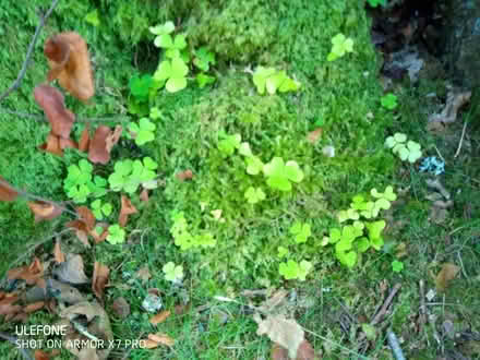 Photo of MOSS Lawn (Oxford OX4) #2