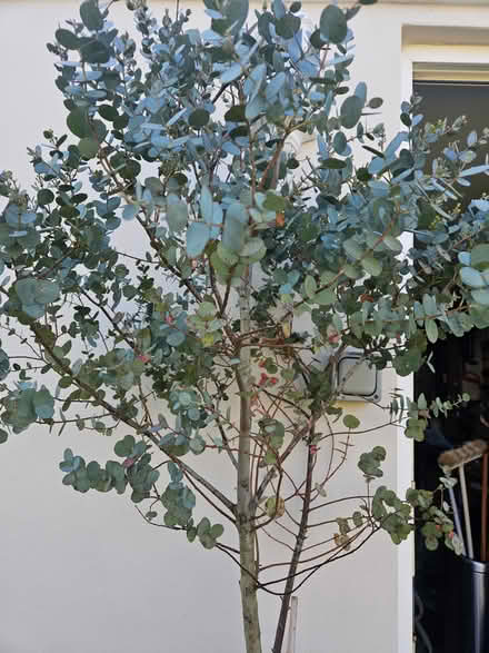 Photo of free Two Eucalyptus plants (Welling DA16) #4