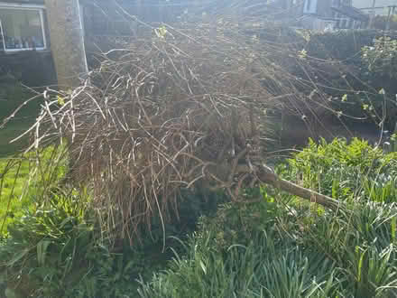 Photo of free Ornamental willow tree (Ickornshaw BD22) #1