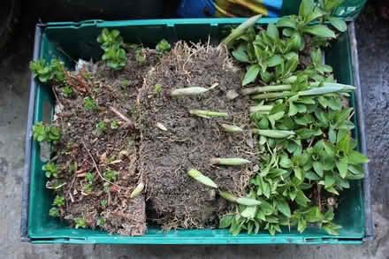 Photo of free 3 Garden Perennials (Bray Seafront) #1