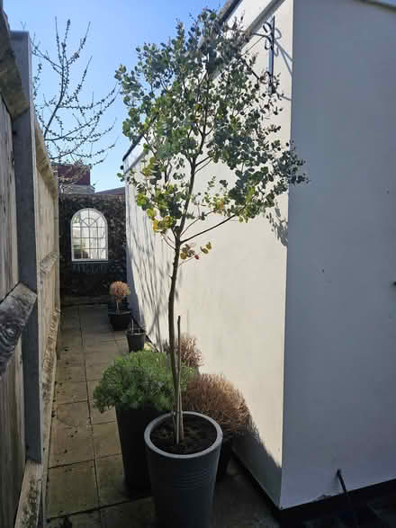 Photo of free Two Eucalyptus plants (Welling DA16) #2