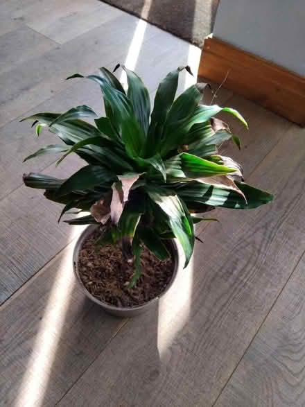 Photo of free House plant 🪴 (Ingol PR2) #1