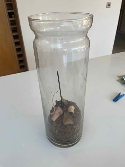 Photo of free Glass vase (AL1) #1