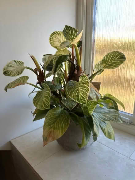 Photo of free Plant - phlubendron birkin (Bradford on Avon - BA15) #1