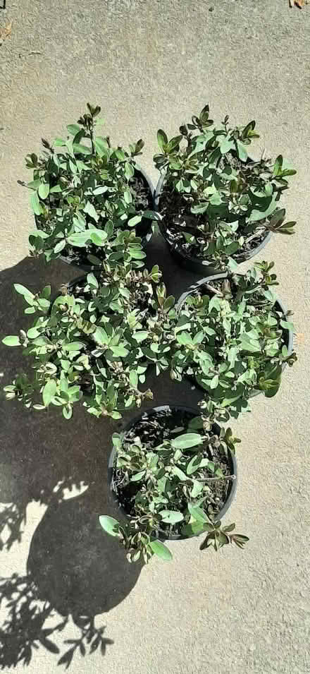 Photo of free Hebes (Nunnery Wood WR5) #1