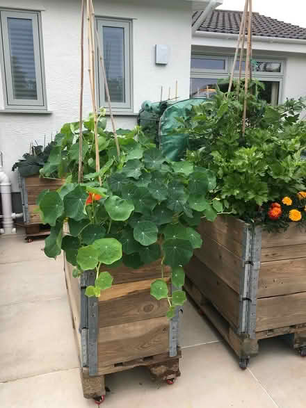 Photo of free Garden Veg Tubs (CH60) #2