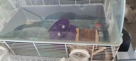 Photo of free Large Hamster/small Rodent cages (Cheshunt EN7) #1