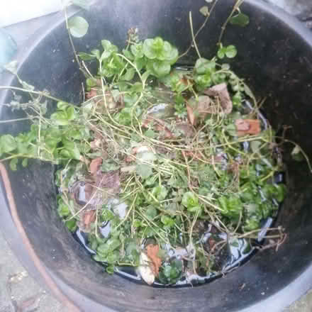 Photo of free Creeping Jenny plants (Gospel Oak NW5) #1