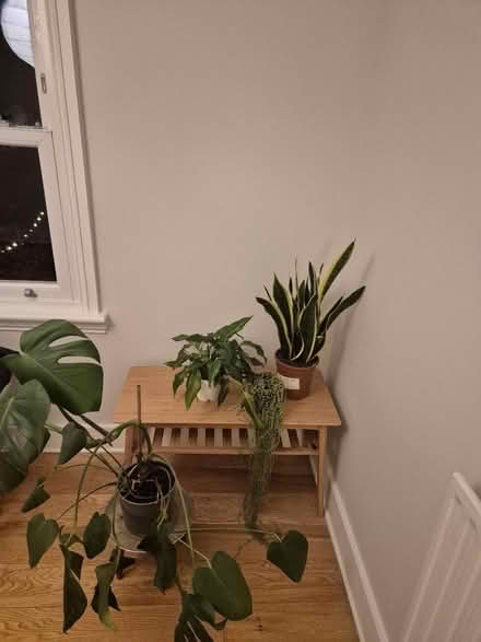 Photo of free Houseplants (TW2) #2