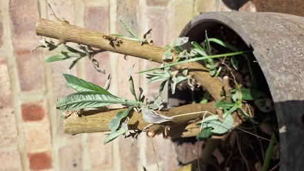 Photo of free Buddlia (Kingscourt, Stroud) #3