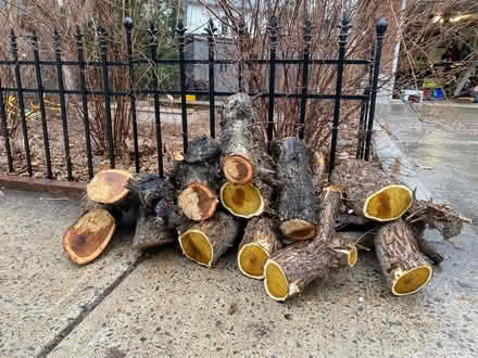 Photo of free Smoke bush and crab apple wood (Civic Hospital) #1