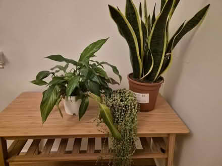 Photo of free Houseplants (TW2) #1