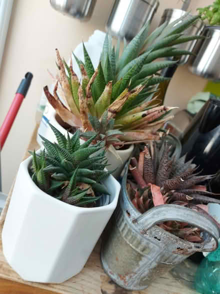 Photo of free 3 pots of succulents (Bristol BS5) #1