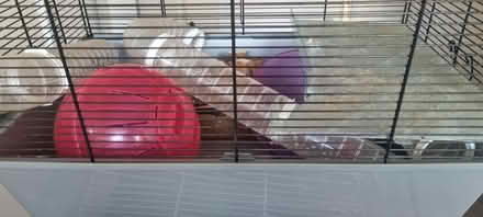 Photo of free Large Hamster/small Rodent cages (Cheshunt EN7) #4