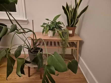 Photo of free Houseplants (TW2) #3