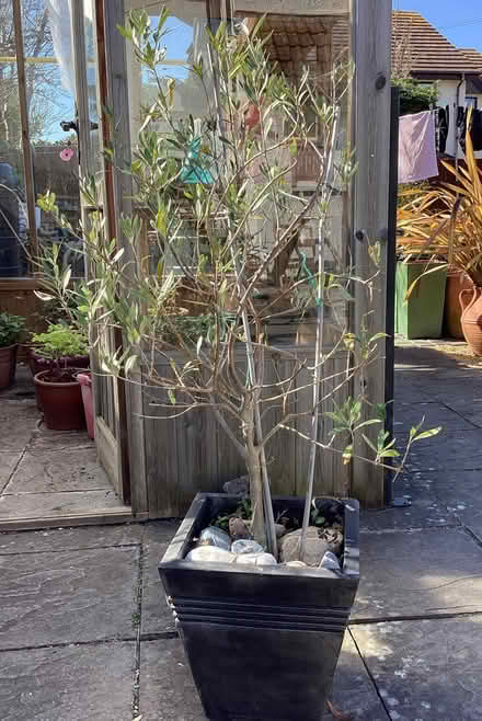 Photo of free Olive Tree (Llandudno LL30) #1
