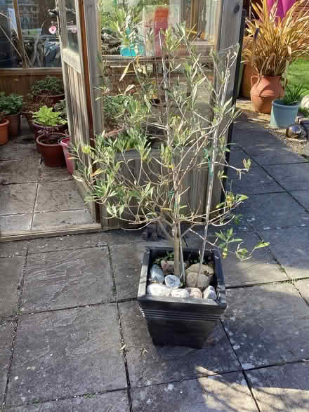 Photo of free Olive Tree (Llandudno LL30) #2