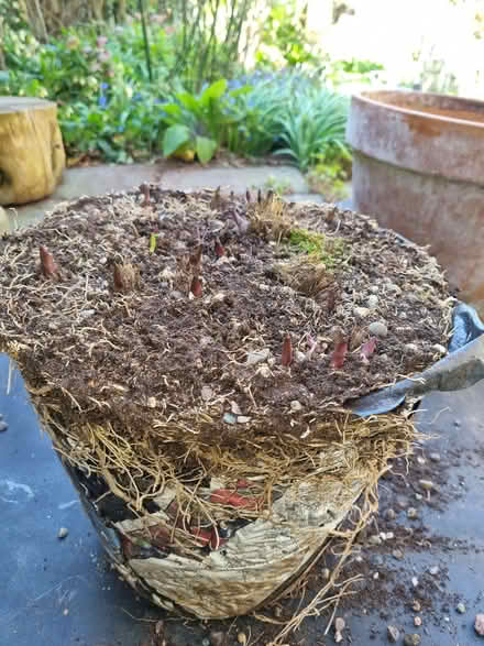 Photo of free Hosta (Odd Down) #2