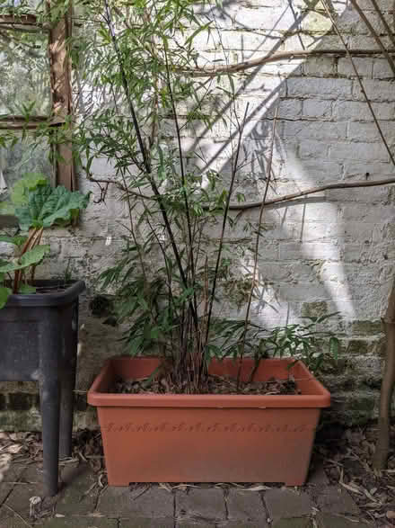 Photo of free Two plastic troughs of bamboo (Southborough TN4) #1