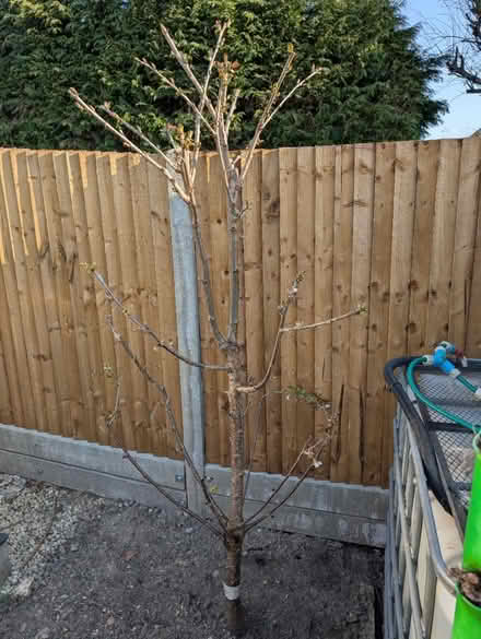Photo of free Sweet cherry tree (GU12) #1