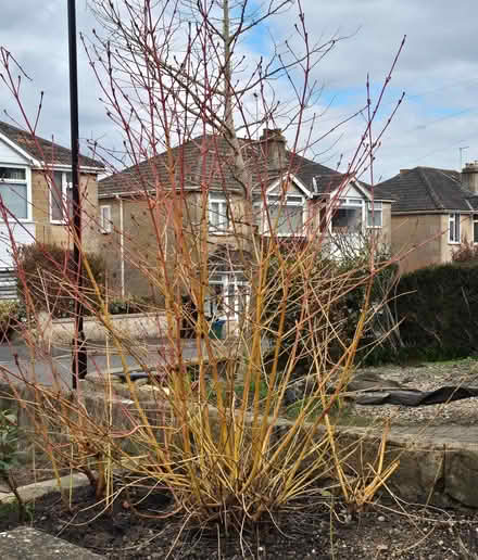 Photo of free Garden plants (Kingsway) #2