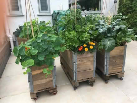 Photo of free Garden Veg Tubs (CH60) #1