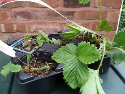 Photo of free Strawberry plants (Great Moor SK2) #2