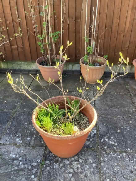 Photo of free Small magnolia tree (Llandudno LL30) #2