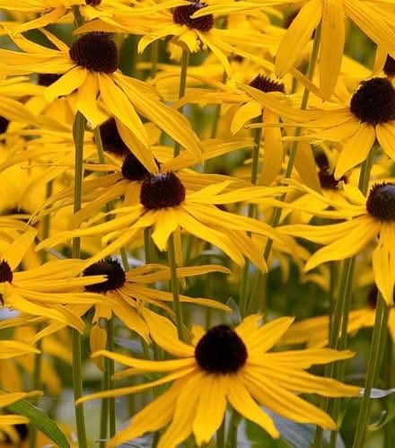 Photo of free Rudbeckia (Caldy Valley CH3) #1