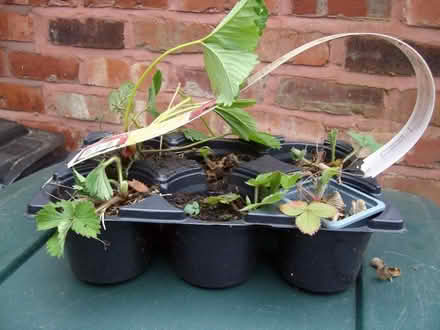 Photo of free Strawberry plants (Great Moor SK2) #1