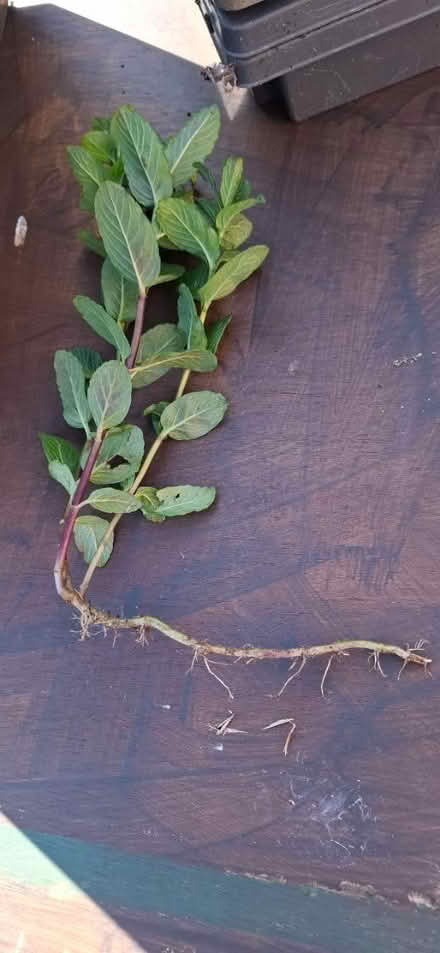 Photo of free Mint from my garden (Malvern WR14) #3