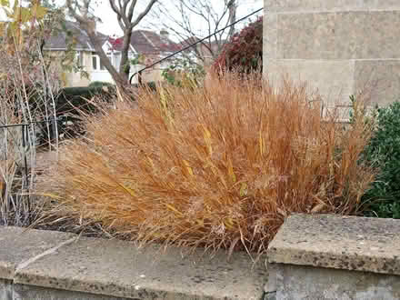 Photo of free Garden plants (Kingsway) #4