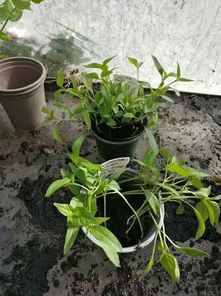 Photo of free Pepper Plant Seedlings (Bray SL6) #1