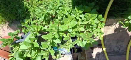 Photo of free Mint from my garden (Malvern WR14) #2