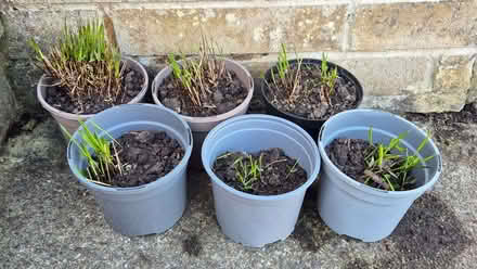 Photo of free Garden plants (Kingsway) #1
