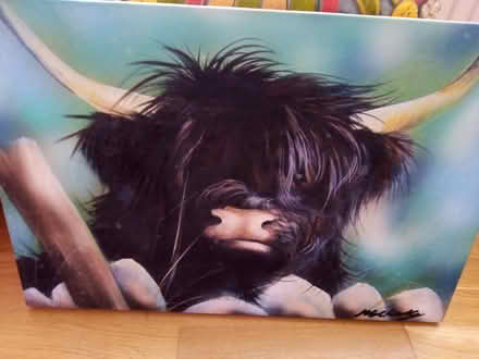 Photo of free Highland cow canvas print (Carbis Bay TR26) #1