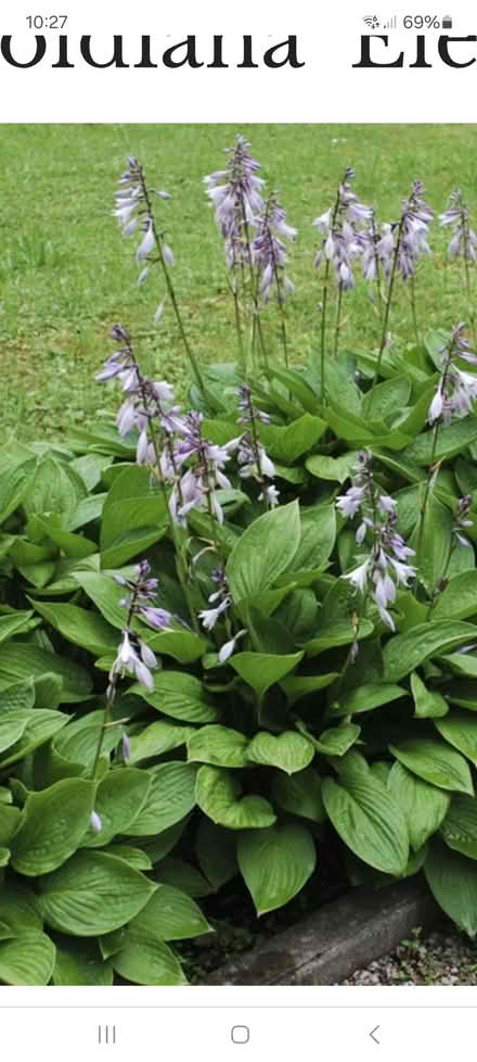 Photo of free Hosta (Odd Down) #1
