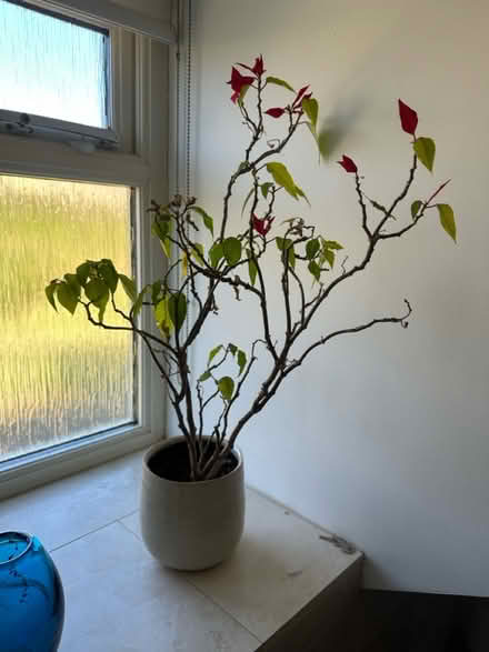 Photo of free Ponsettia (Bradford on Avon - BA15) #1