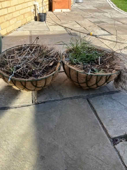 Photo of free Hanging Baskets (West malling) #1