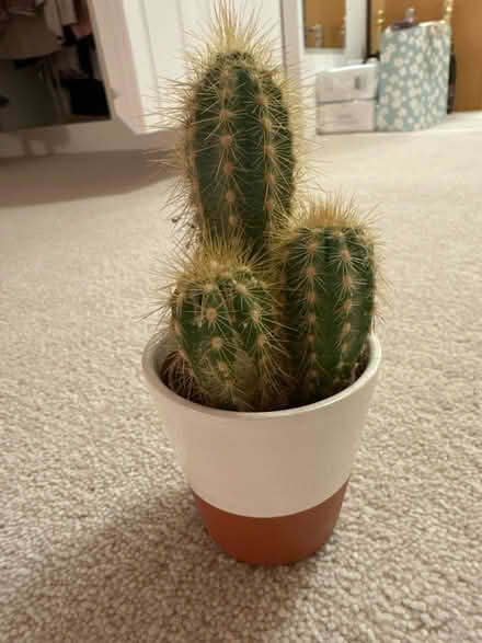 Photo of free Little cactus (Bradford on Avon - BA15) #1