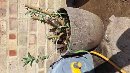 Photo of free Buddlia (Kingscourt, Stroud) #1