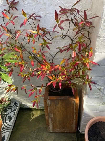 Photo of free Jasmine (Shrewsbury SY1) #1