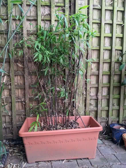Photo of free Two plastic troughs of bamboo (Southborough TN4) #2