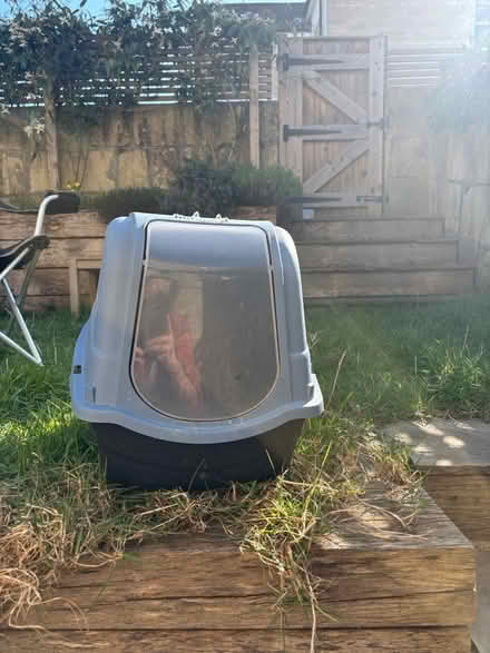 Photo of free Litter tray (Bear flat) #1