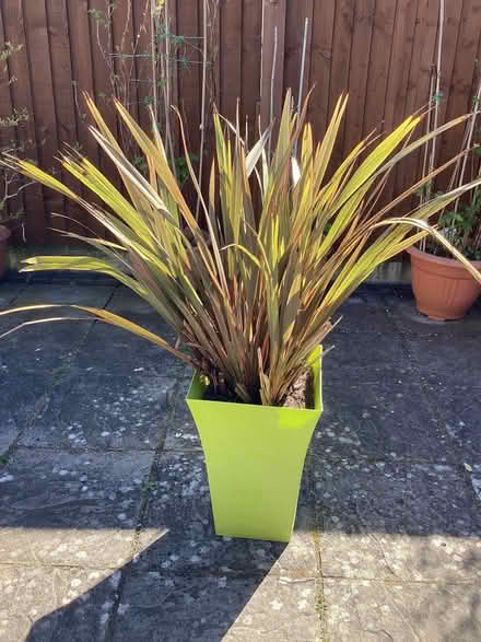 Photo of free New Zealand flax plant (Llandudno LL30) #2