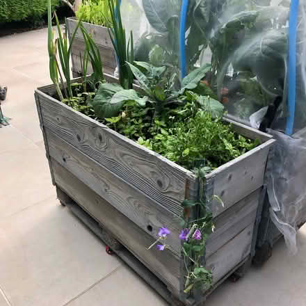 Photo of free Garden Veg Tubs (CH60) #4