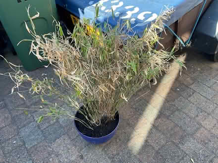 Photo of free Ornamental Bamboo in pot (Crag Bank Carnforth) #1